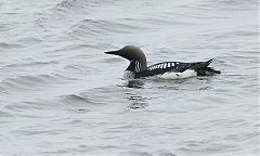 Pacific Loon